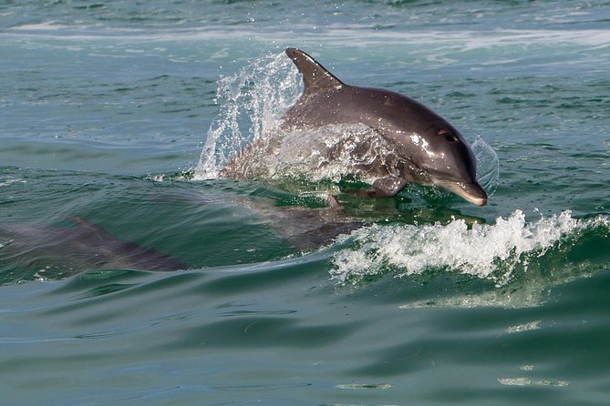 Key West Dolphin and Snorkel Experience - What I’d Do Differently If I Booked Again