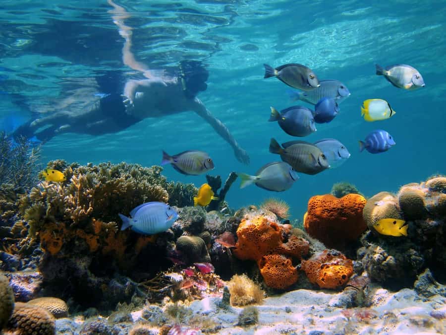 Key West: Dolphin & Reef Snorkel Trip with Sunset Option - Key points to know before you go