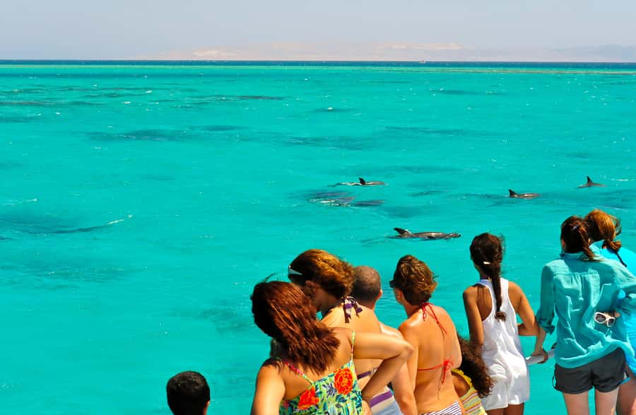 Key West: Dolphin & Reef Snorkel Trip with Sunset Option - Dolphins, reefs, and drinks: how this 3-hour format works