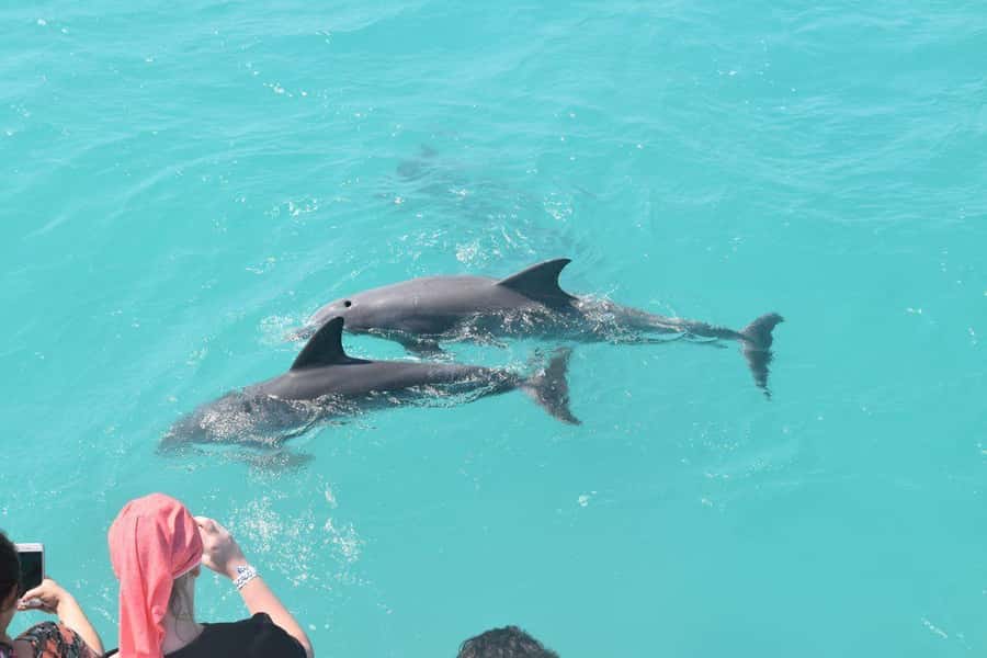 Key West: Dolphin & Reef Snorkel Trip with Sunset Option - Drinks on the way back: included comfort and how to use it wisely