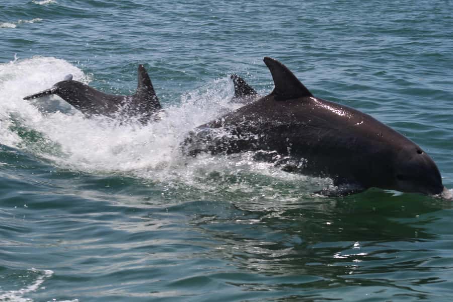 Key West: Dolphin & Reef Snorkel Trip with Sunset Option - Morning 11:00 AM vs sunset upgrade: picking the right mood
