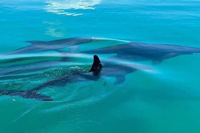 Key West Dolphin & Snorkeling Tour - Small Group - Small-Boat Size That Helps You See Dolphins