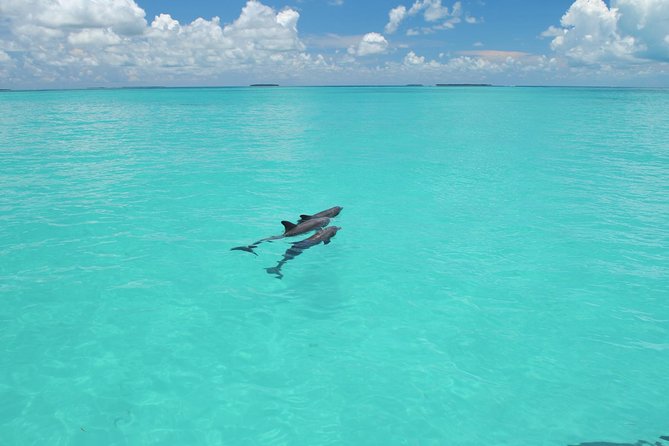 Key West Dolphin Watch and Snorkel Tour - Eco Adventure - Snorkeling in the Gulf backcountry: what you’ll see and why it’s different