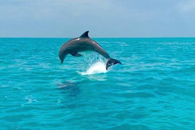 Key West Dolphin Watch and Snorkel Tour - Eco Adventure - How snorkeling instruction and gear actually work on this tour