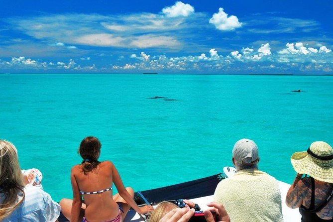 Key West Dolphin Watch and Snorkel Tour - Eco Adventure - The crew vibe: names you might hear and what to look for