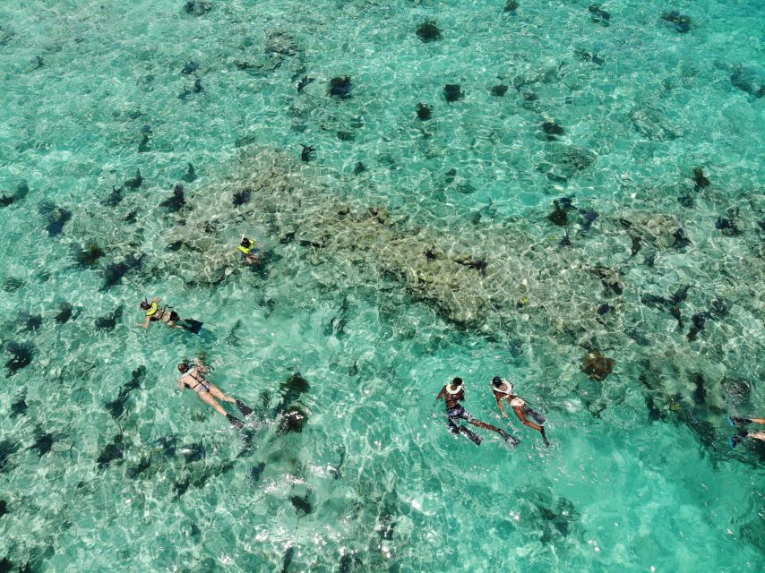 Key West: Dolphin Watching and Snorkeling Sunset Cruise - Snorkeling at the Reef: What You’ll See Underwater