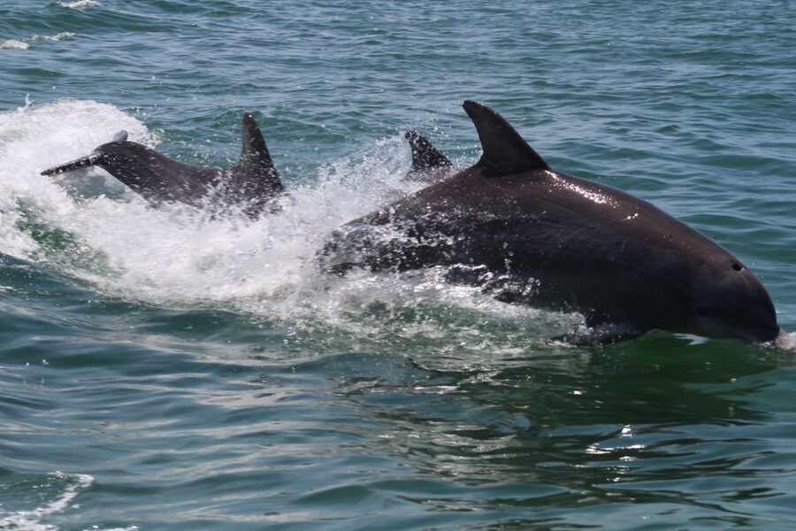 Key West: Dolphin Watching and Snorkeling Sunset Cruise - What to Bring (So You’re Not the Person Who’s Unprepared)
