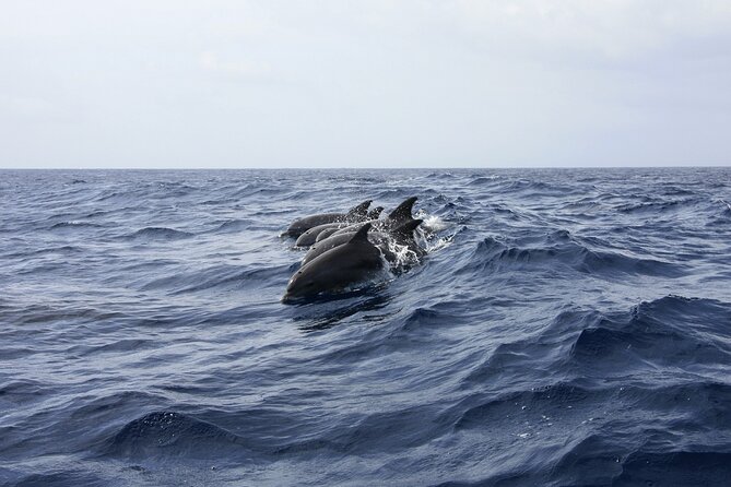 Key West: Dolphin Watching cruise & Snorkeling unlimited beer & soda - Dolphin Watching in Key West: What You Can Expect to See