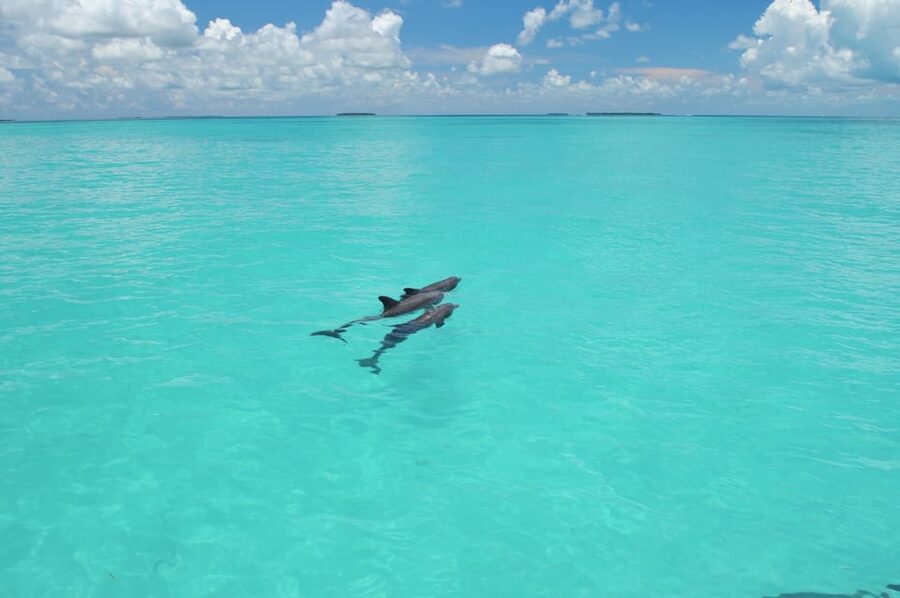 Key West: Glass Bottom Boat Reef Tour with Sunset Option - Who This Tour Suits Best