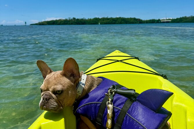 Key West Kayak Eco Tour | An Eco-Friendly Adventure Awaits! - Key West Kayak Eco Tour: The Main Reasons It Works