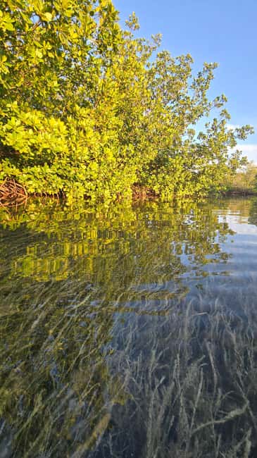 Key West: Kayak or Paddleboard Rental - Key highlights before you go