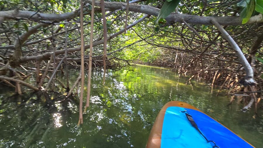 Key West: Kayak or Paddleboard Rental - Water, sun, and what to wear in Key West mangroves
