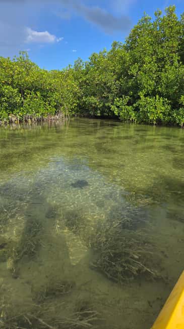 Key West: Kayak or Paddleboard Rental - Who this mangrove paddle fits best (and who should skip it)