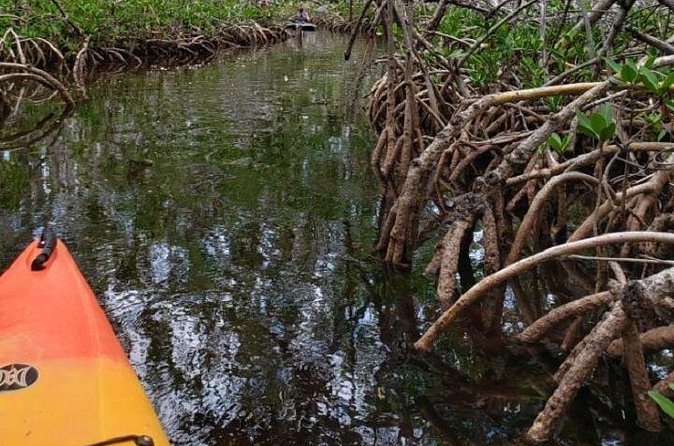 Key West Kayak Rental - The Wildlife Moment: What You Can Spot Beneath Clear Water