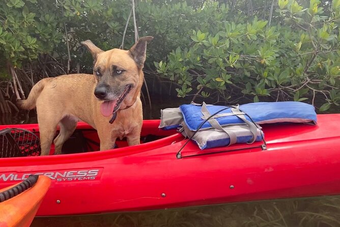 Key West Mangrove Kayak Eco Tour - Step-by-Step: How Your Two-Hour Mangrove Kayak Circuit Works