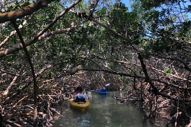 Key West Mangrove Kayak Eco Tour - Wildlife and Geology You Can Actually See in Shallow Water