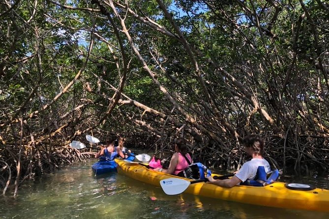 Key West Mangrove Kayak Eco Tour - Price and Value: What $80 Buys for Two Hours in the Wild