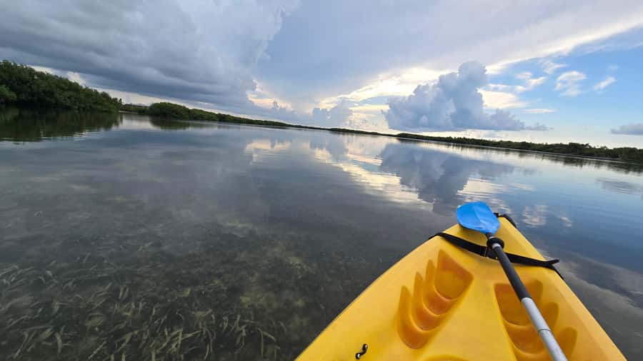 Key West: Mangrove Kayak or SUP Eco Tour - Key points to know before you go