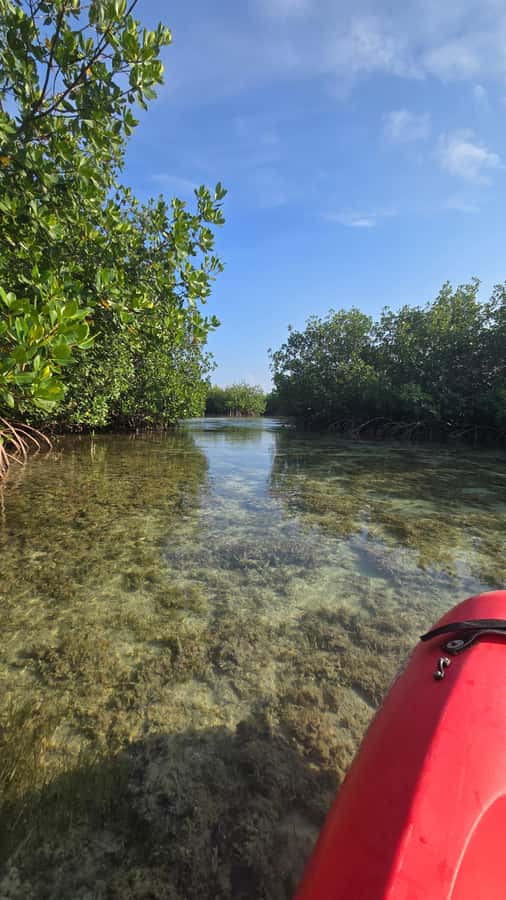 Key West: Mangrove Kayak or SUP Eco Tour - What the naturalist guide focuses on (and why it matters)