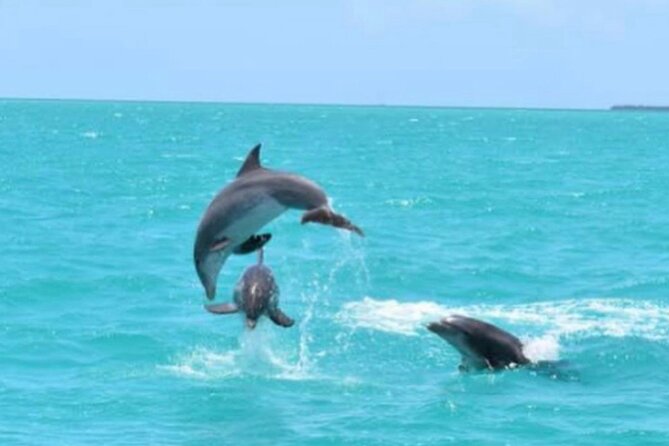 Key West's Favorite Afternoon Dolphin Sail - Quick Hits Before You Book