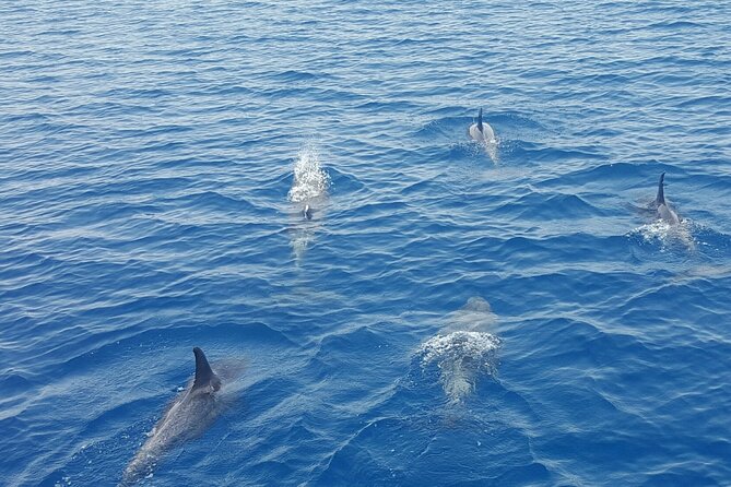 Key West's Favorite Afternoon Dolphin Sail - Entering the Route: Historic Seaport to Sunset Key