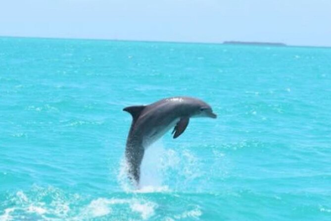 Key West's Favorite Afternoon Dolphin Sail - Who This Sail Is Best For