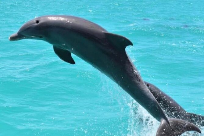 Key West's Favorite Afternoon Dolphin Sail - Why This Afternoon Dolphin Sail Works in Key West