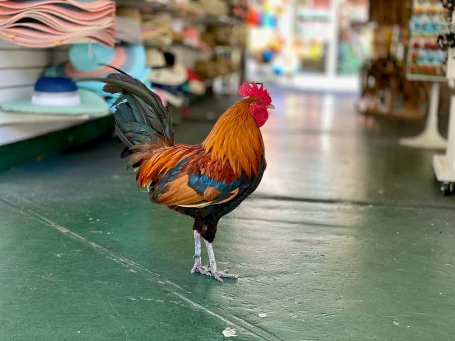Key West: Secret Walking Food Tour - Duval Street to Cuban Cuisine: A Detour That Actually Makes Sense