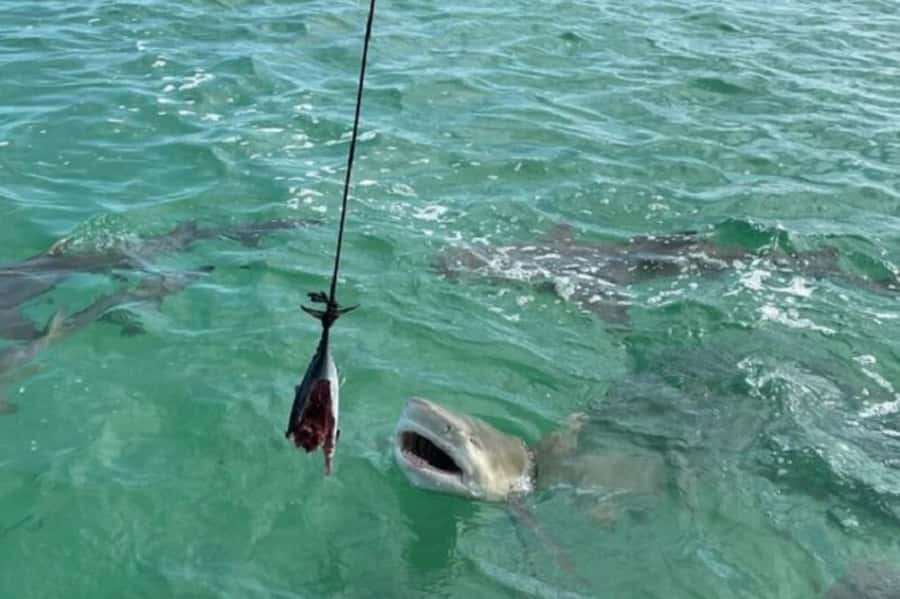 Key West: Shark and Wildlife Viewing Catamaran Tour - Wildlife You Can Spot Between Shark Moments