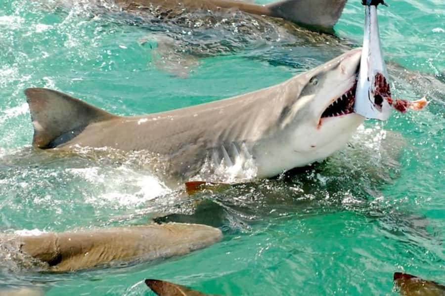 Key West: Shark and Wildlife Viewing Catamaran Tour - Price and Value: What $99 Gets You in 2 Hours