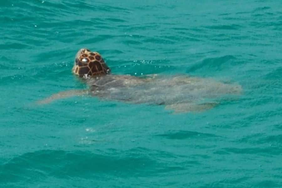 Key West: Shark and Wildlife Viewing Catamaran Tour - Should You Book This Key West Shark and Wildlife Tour?