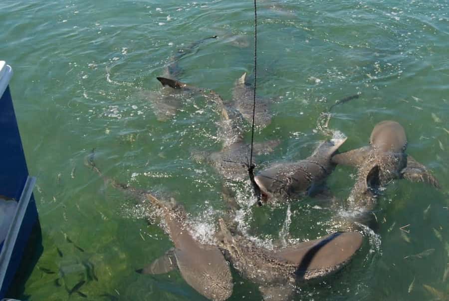 Key West: Shark and Wildlife Viewing Catamaran Tour - How the Scented Approach Works for Safer Shark Viewing