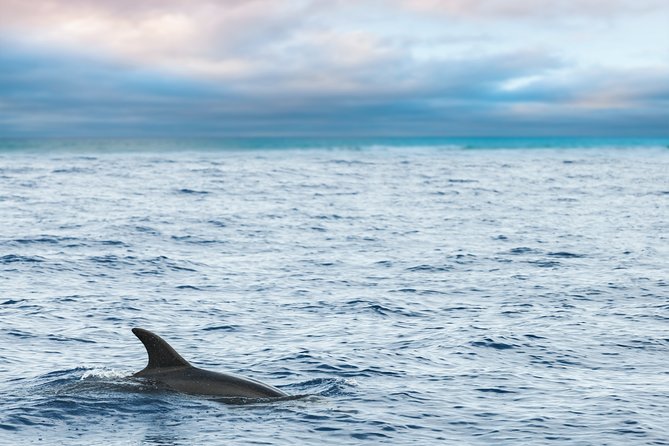 Key West Sunset Sail: Dolphin Watching, Wine, and Tapas - Why This Sunset Sail Feels More Personal Than a Big-Group Cruise