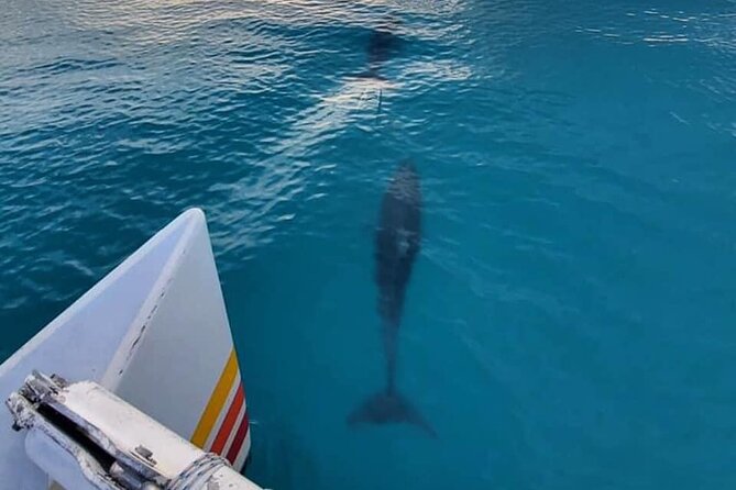Key West Sunset Sail: Dolphin Watching, Wine, and Tapas - Dolphin-Watching Stretch: How It Works (and How to Set Your Expectations)
