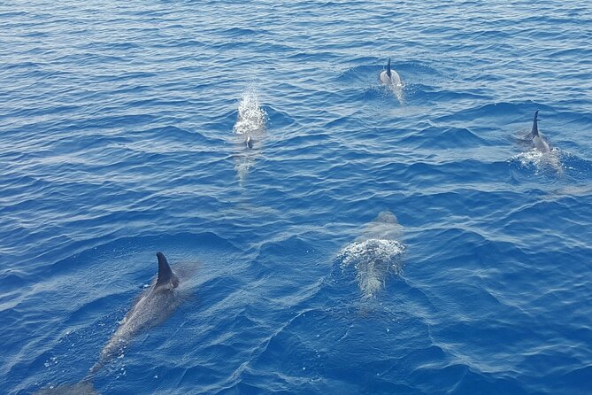 Key West Sunset Sail: Dolphin Watching, Wine, and Tapas - Sunset Key and the Final Golden Hour: Where the Night Really Lands