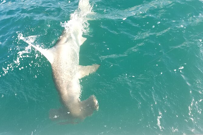 Private Fishing Charter Florida Keys - Bait, Tackle, and Instructions: How Beginners Get Real Results