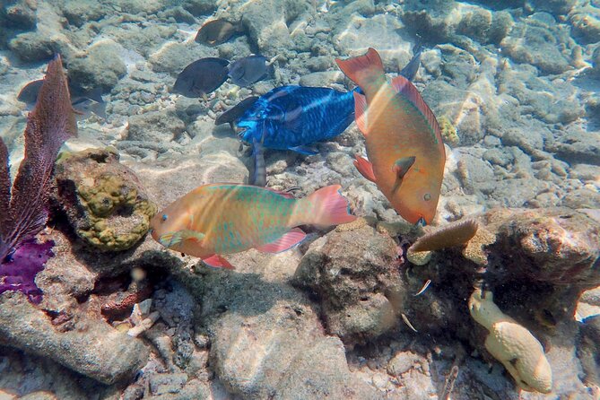 Private Looe Key Snorkel from Big Pine Key - Who this tour fits best (and who should reconsider)
