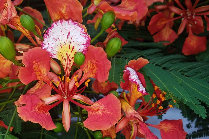 PRIVATE Welcome to Key West Walking Tour - Start at 420 Wall St: How You Get Oriented Fast in Old Town
