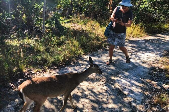 Road Trip through the Lower Keys Audio Tour - Sugarloaf Key: The Abandoned Bridge Canal Swim Stop