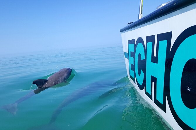 Shallow Water Snorkeling and Dolphin Watching in Key West - Why This 4-Hour Dolphin and Snorkel Combo Works in Key West
