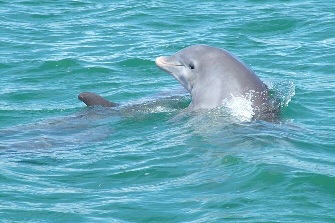 Shallow Water Snorkeling and Dolphin Watching in Key West - Stop 2: The Dolphin-Spotting Playground (Wild, Active, and Up Close)