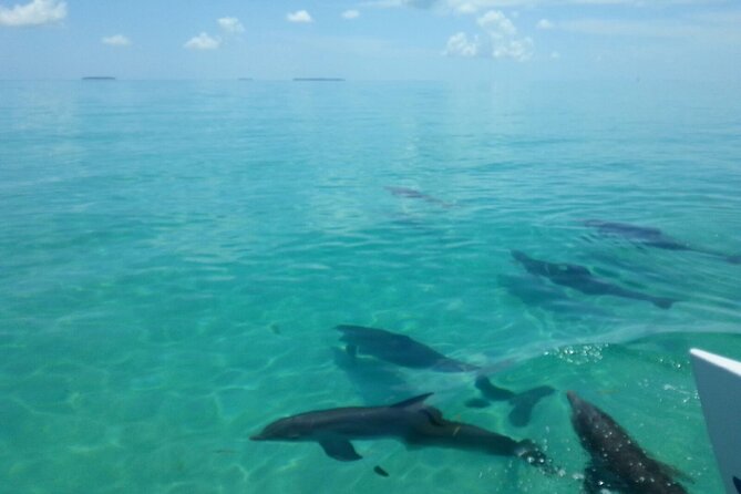 Shallow Water Snorkeling and Dolphin Watching in Key West - Value Check: Is $108.91 a Good Deal?