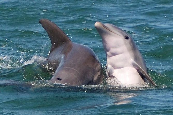 Shark and Wildlife Viewing Adventure in Key West - Quick Takeaways