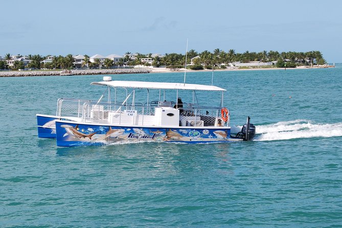 Shark and Wildlife Viewing Adventure in Key West - Shallow Water Near Mangroves: Dolphins, Turtles, Stingrays, and Birds