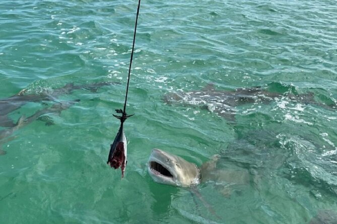 Shark and Wildlife Viewing Adventure in Key West - Weather Can Change the Game: Cold Fronts and Short-Term Adjustments