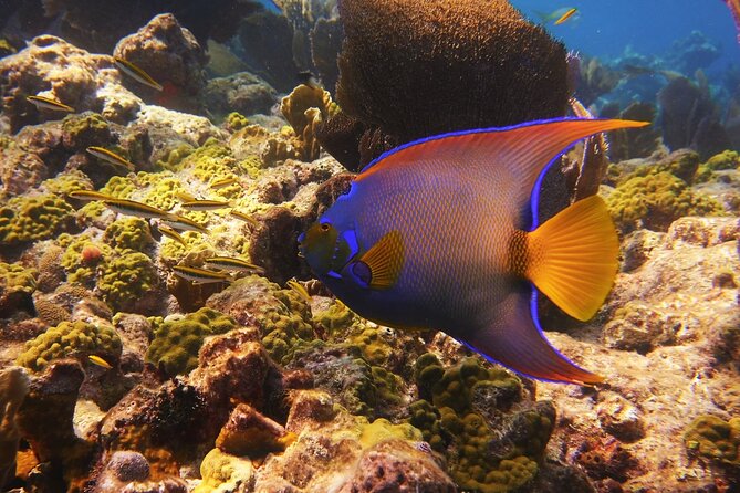 Small Group Key West Snorkel Adventure - Price and value: why $75 feels fair for what you get