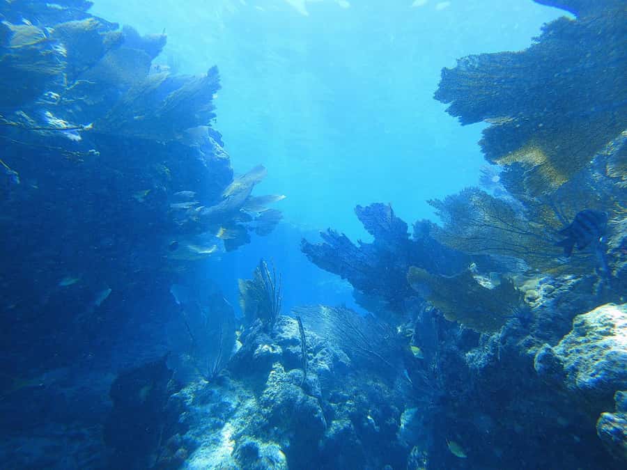 Southpoint Divers: Afternoon Reef Dive Trip - What You’ll See at 25–35 Ft (and Why That Depth Is a Sweet Spot)