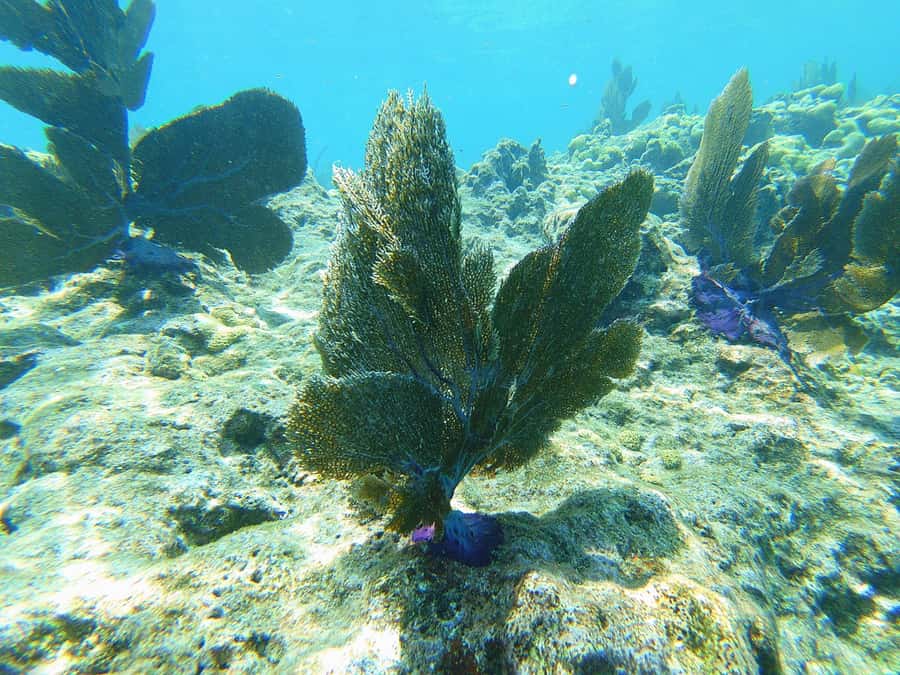 Southpoint Divers: Afternoon Reef Dive Trip - The Captain’s Choice: Better Visibility Beats Guesswork