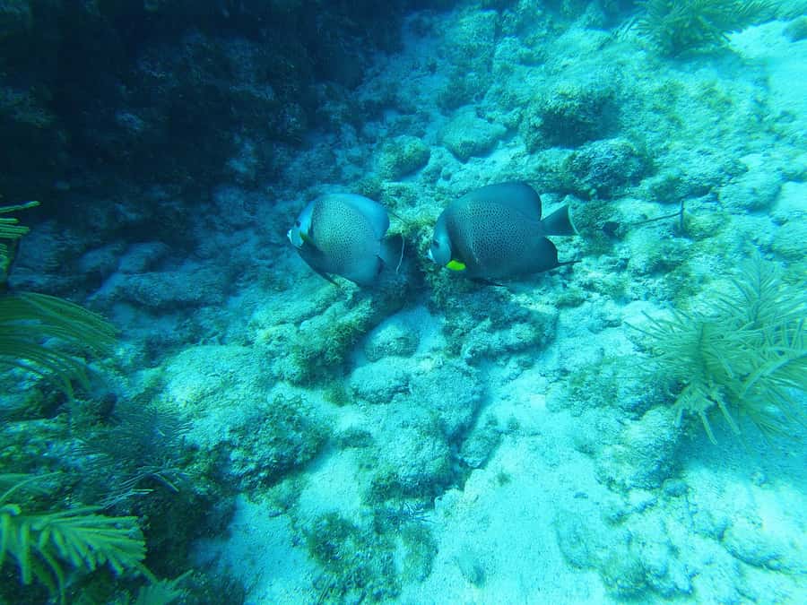 Southpoint Divers: Afternoon Reef Dive Trip - Family-Friendly: Snorkelers and Riders Can Join