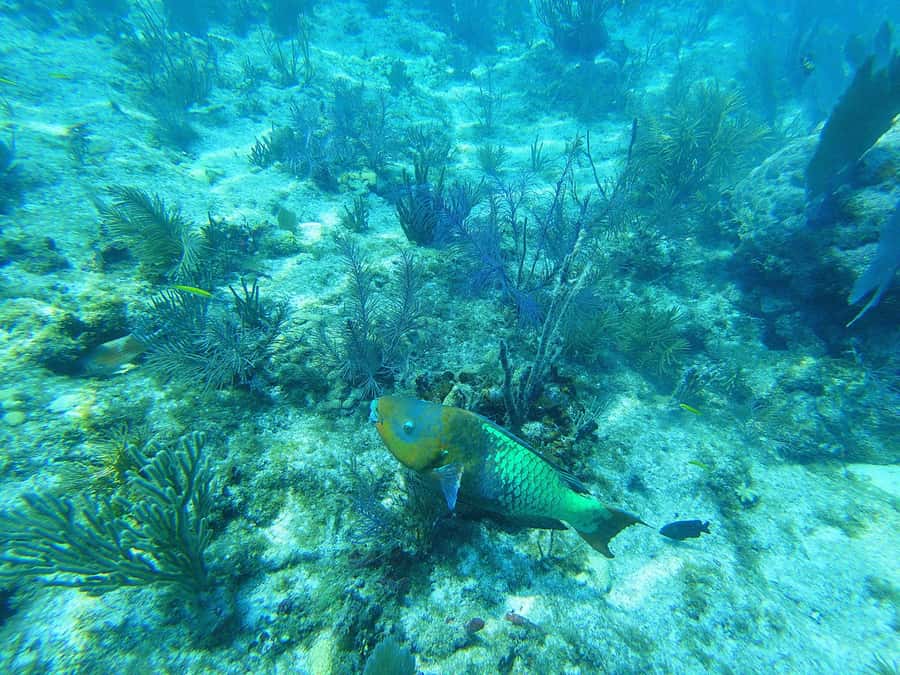 Southpoint Divers: Afternoon Reef Dive Trip - Price and Value: Is $124 a Good Deal?